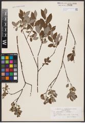 Foto von Salix aurita L. x Salix repens L.